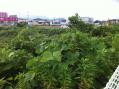 福岡草刈専門業者