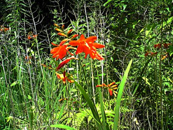 amb_20120717-1.jpg