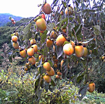 amb_20121029.jpg