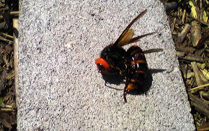 fc2_b20120519-01.jpg