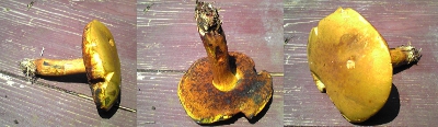 fc2_b20120629.jpg