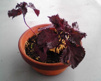 fc2_b20120701-1.jpg