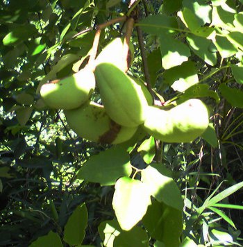 fc2_b20120730-1.jpg