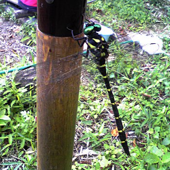 fc2_b20120817.jpg