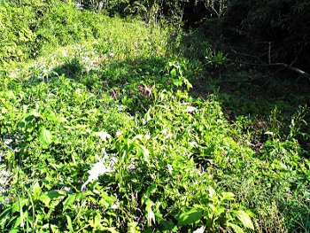 fc2_b20121022-1020.jpg