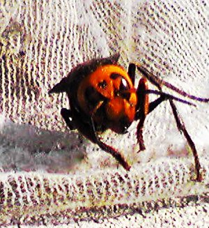 fc2_b20121029-1.jpg