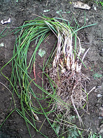 fc2_b20121103.jpg