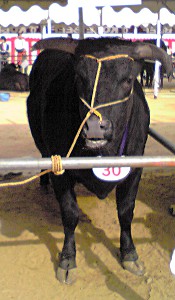 fc2_b20121104-2.jpg