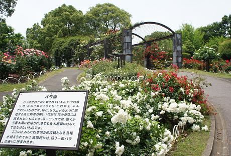 くまモン