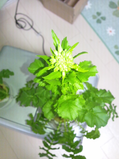 大根花