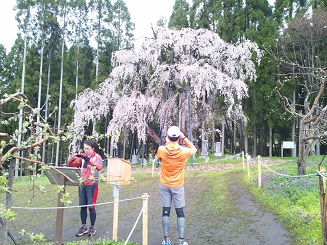 鬼と桜