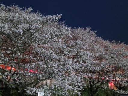20130331夜桜01