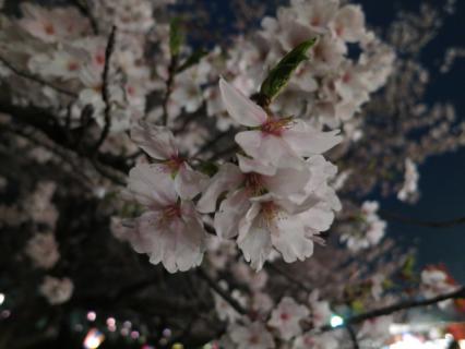 20130331夜桜02