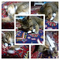 cats-2.jpg