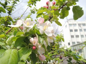 リンゴの花02