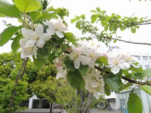 リンゴの花03