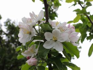 リンゴの花04