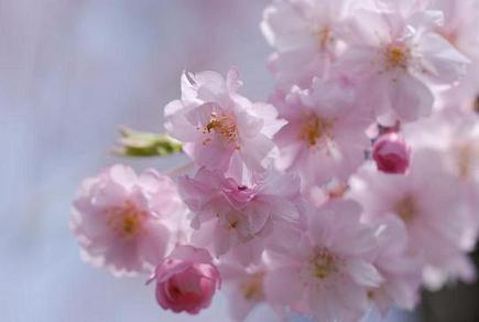 桜1