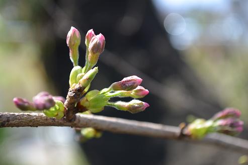 桜2