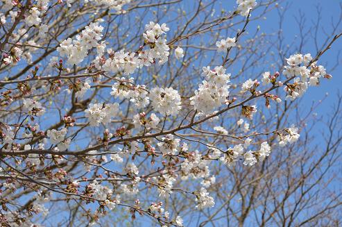桜3
