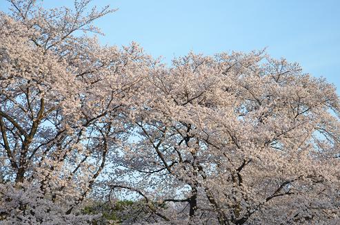 桜5