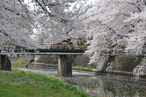 桜6