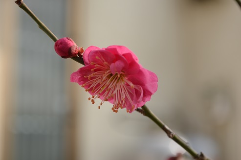 梅