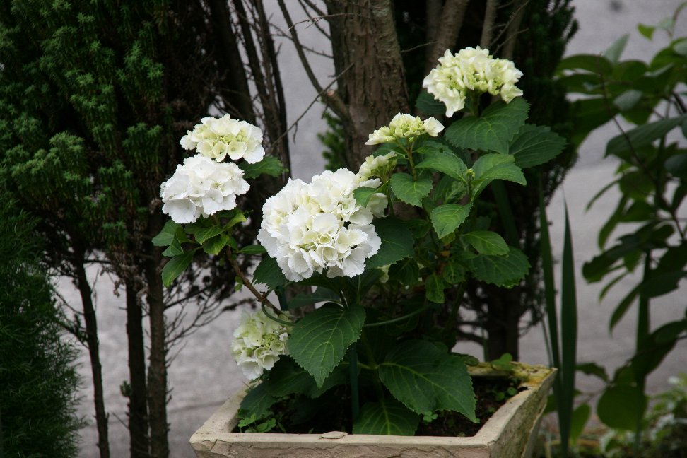 white &whitebouquet〜ココ flower 紫陽花〜