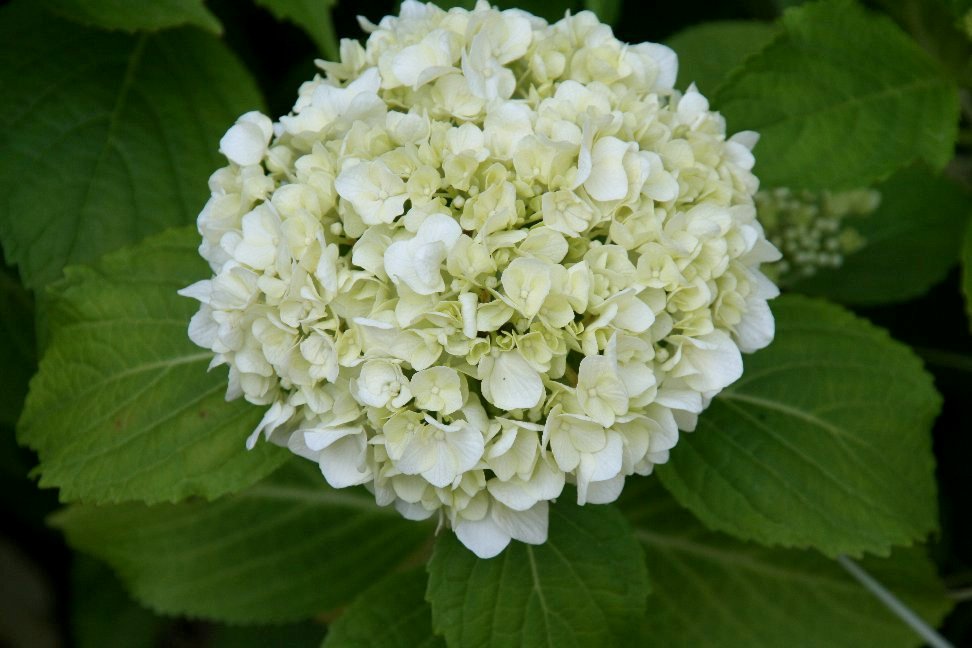 white &whitebouquet〜ココ flower 紫陽花〜