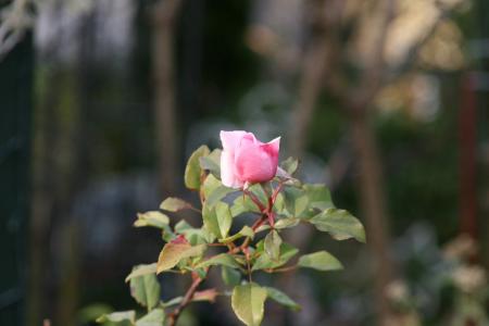 2012-12-05_10.jpg