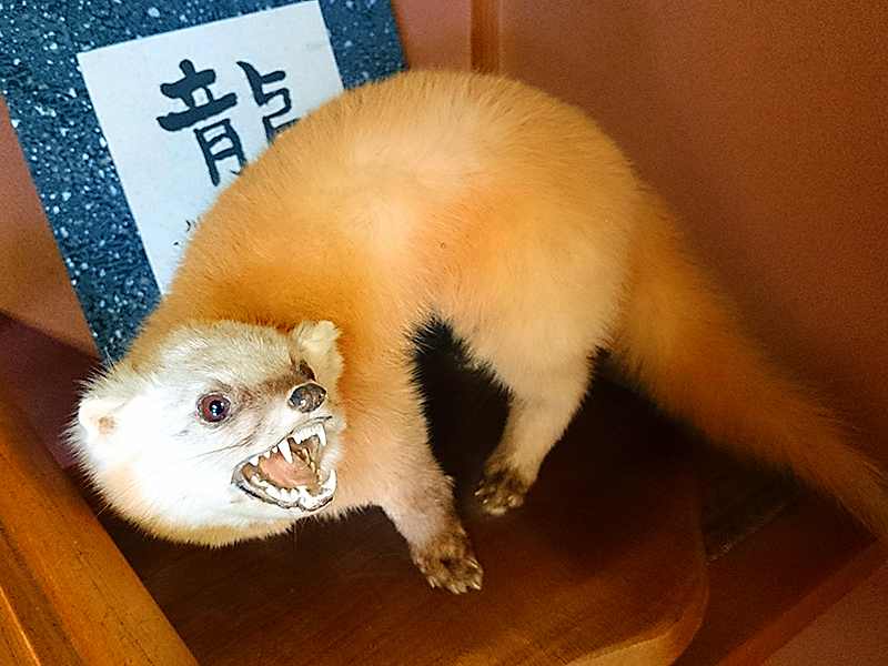 テンのはく製