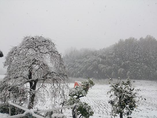 まさかの雪