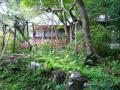 庭園の萩の花