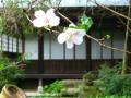 冬桜