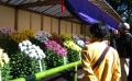江戸菊花壇