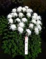 江戸菊花壇