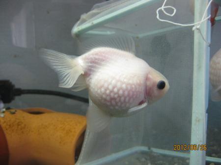 IMG_2375_convert_20120626114256.jpg