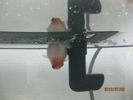 IMG_2525_convert_20120709144552.jpg