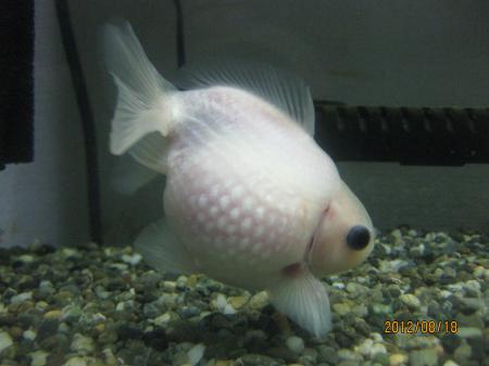 IMG_3097_convert_20120818184847.jpg