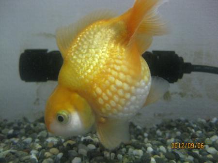 IMG_3446_convert_20120906141812.jpg