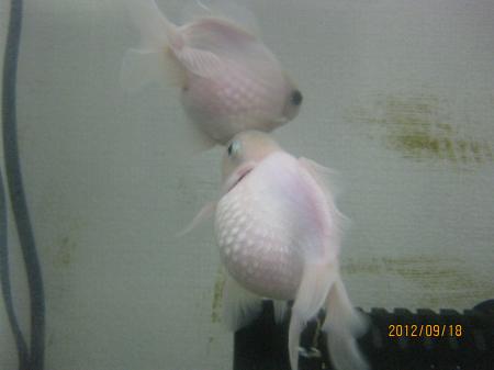 IMG_3515_convert_20120918083856.jpg
