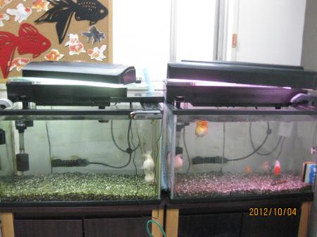 IMG_3686_convert_20121004123139.jpg