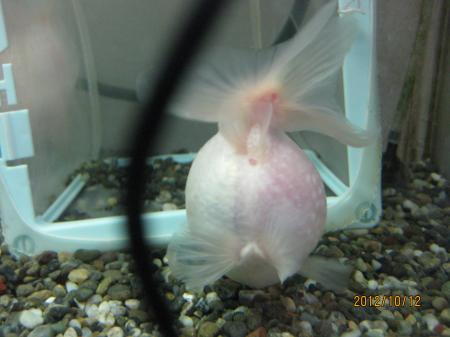 IMG_3715_convert_20121012115916.jpg