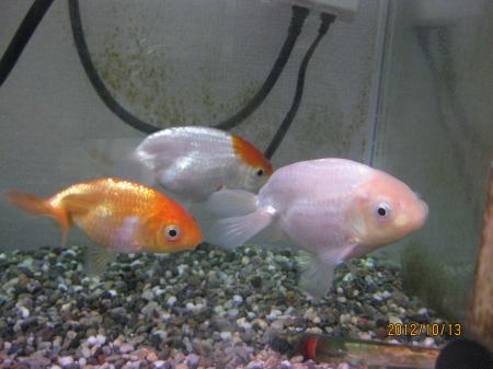 IMG_3728_convert_20121013203624.jpg