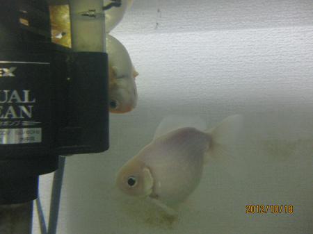 IMG_3923_convert_20121021184727.jpg