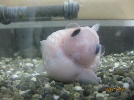 IMG_4363_convert_20121220235334.jpg