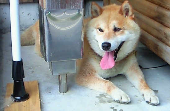 20120731001.jpg
