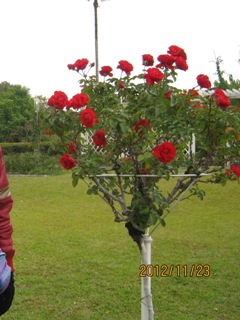 2012-11-23-2-5