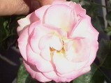 2012-5-17-2