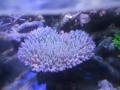 20120513テーブル